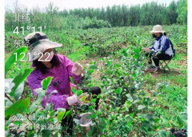 黑果花楸